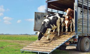 حمل دام زنده