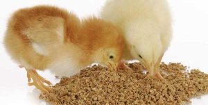 حمل غذای دام و طیور