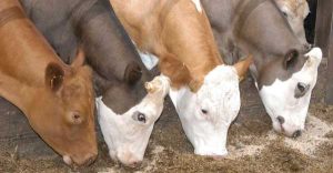 حمل غذای دام و طیور