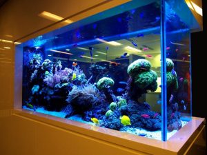 نحوه جا به جایی آکواریوم در اسباب کشی